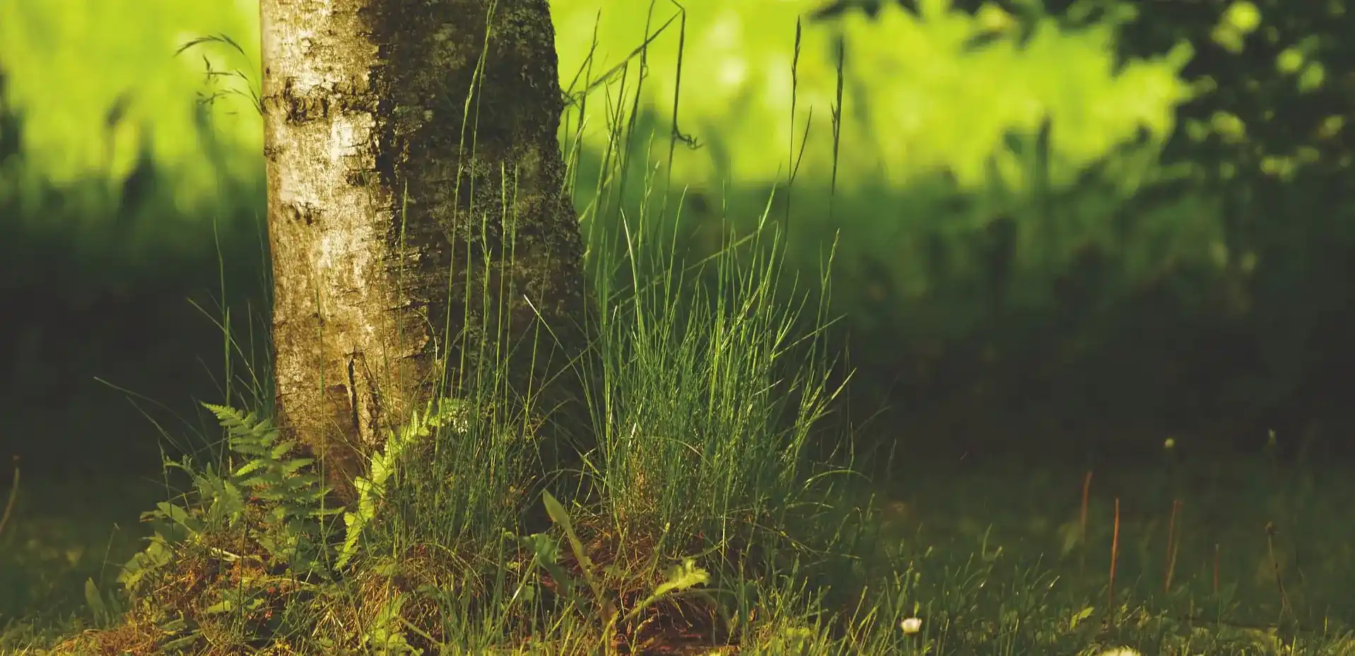 Pour une meilleure gestion de votre patrimoine arboré et de votre jardin